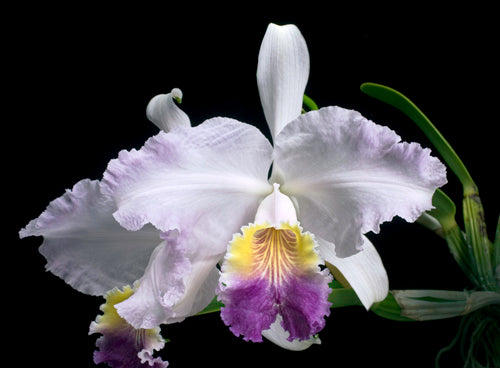 C. lueddemanniana v. coerulea 'Caracas x Venosa' | Bareroot new import