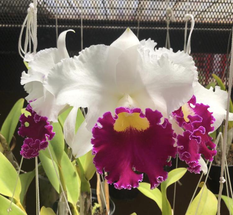 Cattleya Chyong Guu Swan | BS New Import