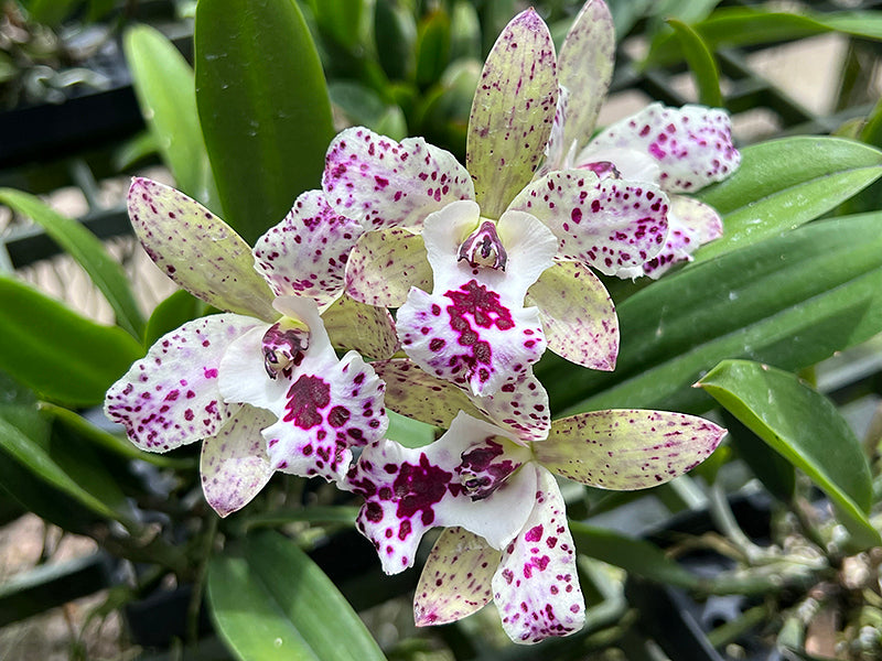 Cattleya Jairak Cosmos | BS not in bloom | Fresh Imports