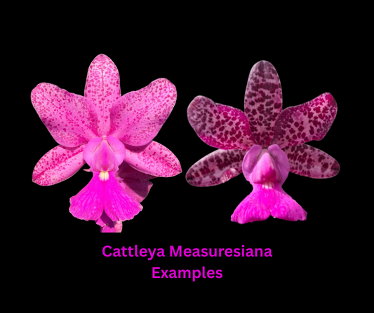 C. Measuresiana (C. walkeriana 'HR' x C. acladiae 'Tiger') | BS not in bloom