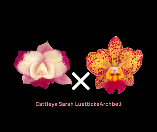 Cattleya Sarah LuettickeArchbell | BS not in bloom