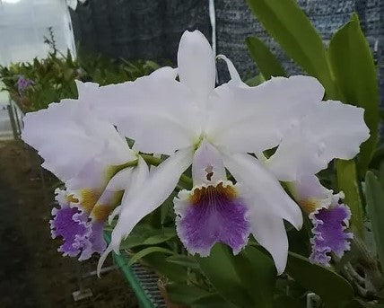 Cattleya Suzanne Hye (C. mossiae x gaskellana coerulea) | Blooming size not in blooom | 5" pot