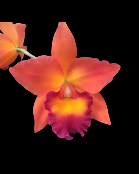 Pot. Chief Sweet Orange 'CF215' | BS not in bloom 3" pot