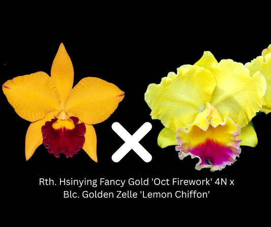 Rth. Hsinying Fancy Gold 'Oct Firework' 4N x Blc. Golden Zelle 'Lemon Chiffon' | BS