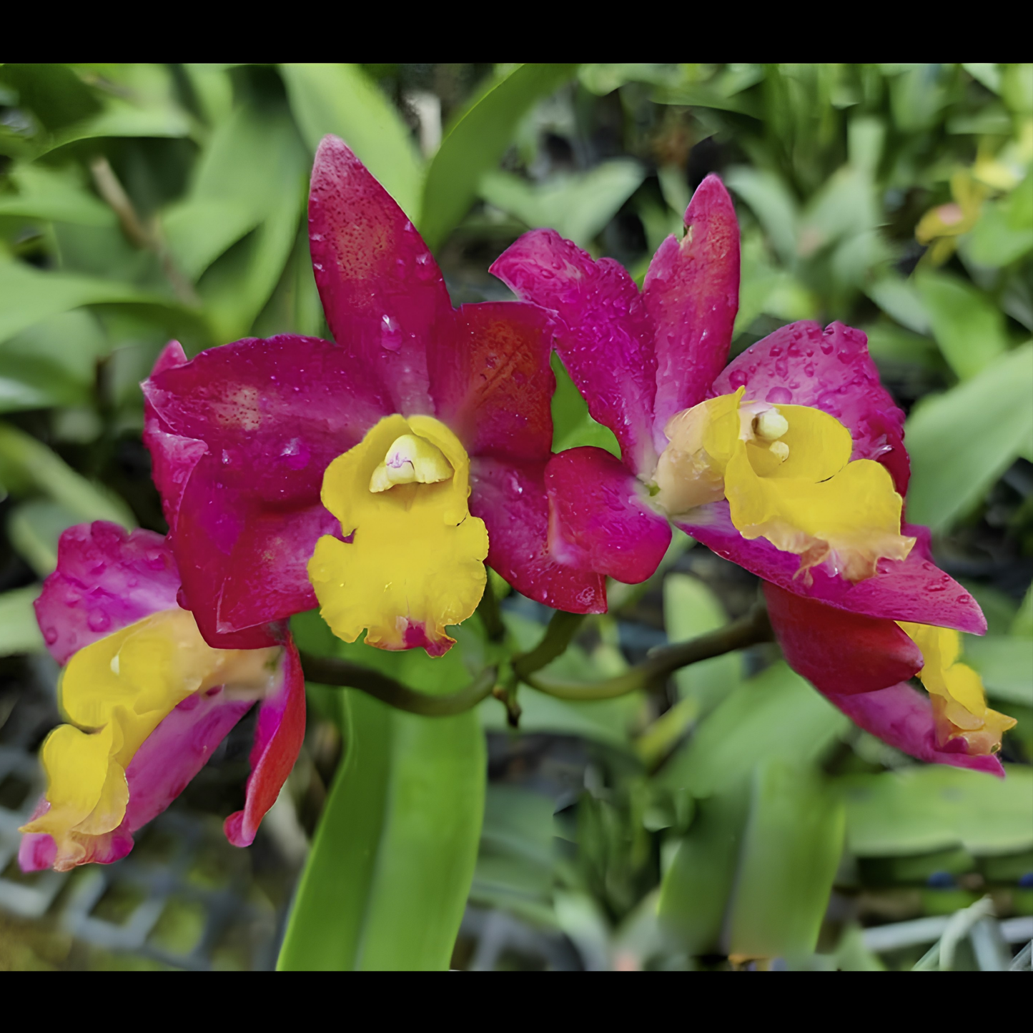 Ctt. Mister Jousiffe | BS not in bloom | Fresh Import