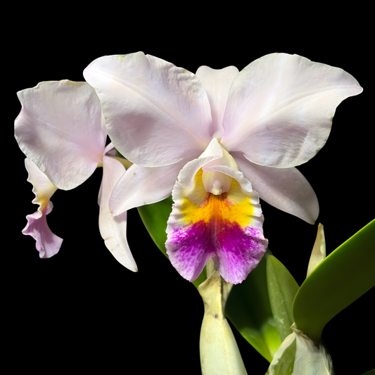 C. QF Sassy Sister | BS not in Bloom | 4" pot