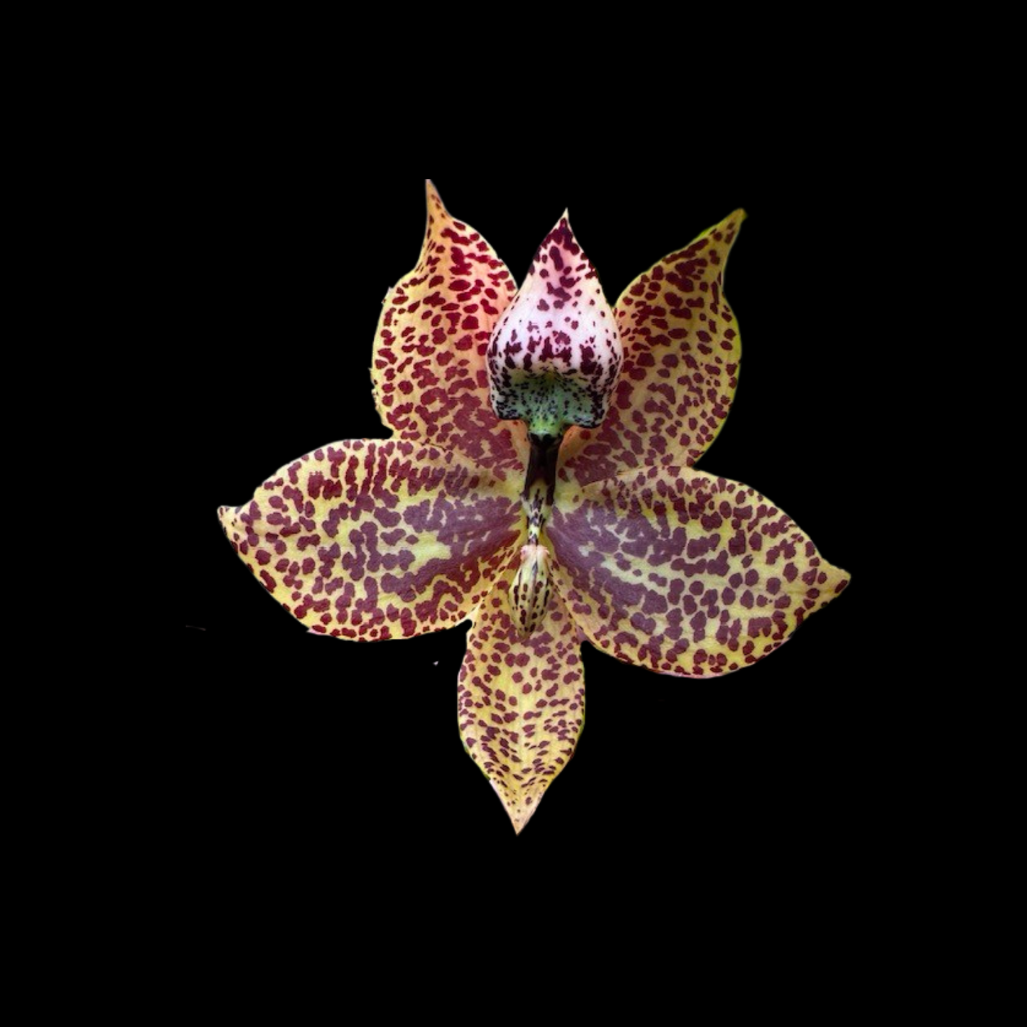 Cycnoches and Catasetum Grab Bag
