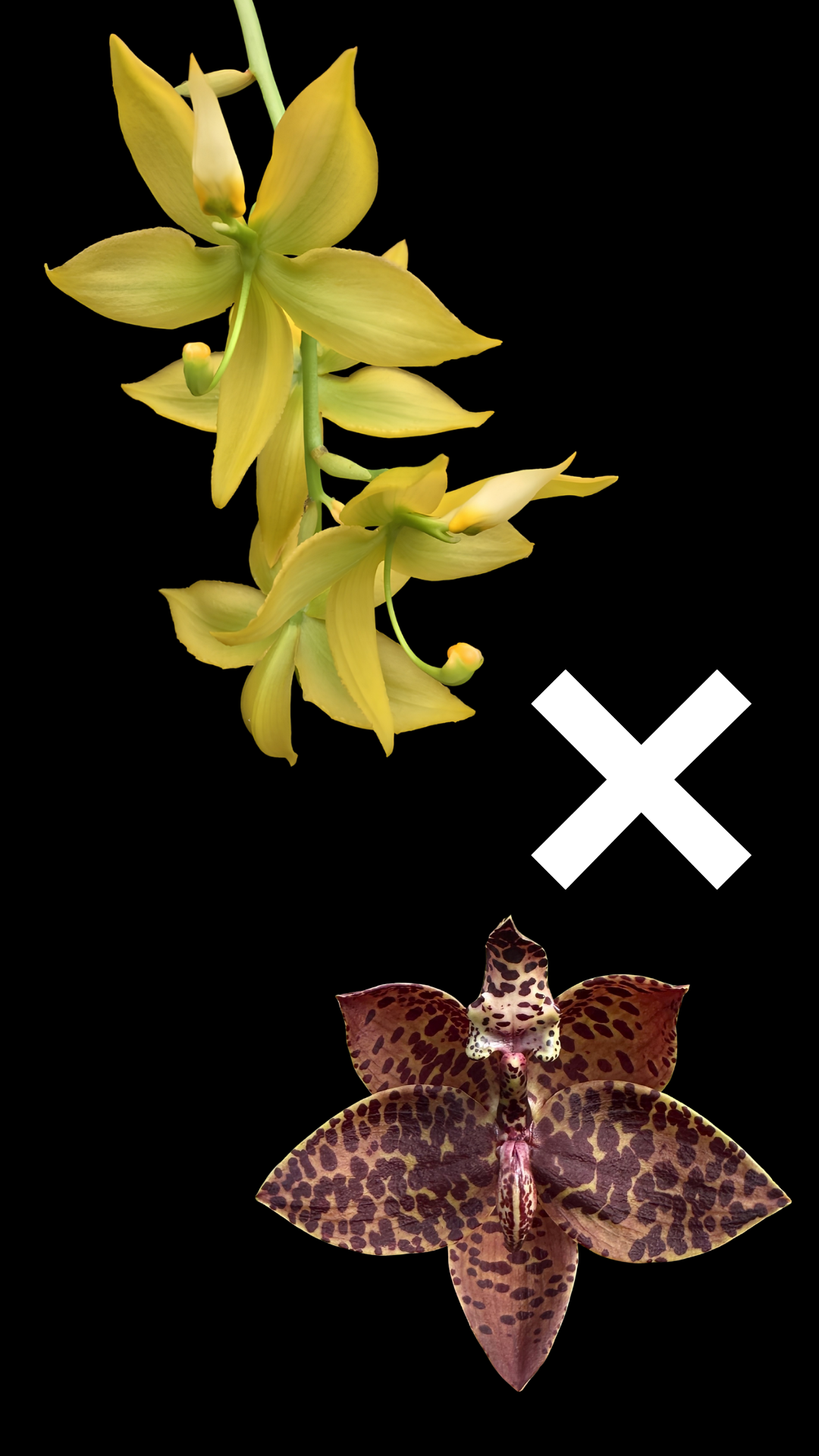 Cyc. lehmannii x Cyc. Brown's Choice 'Spotted Swan' | BS not in bloom