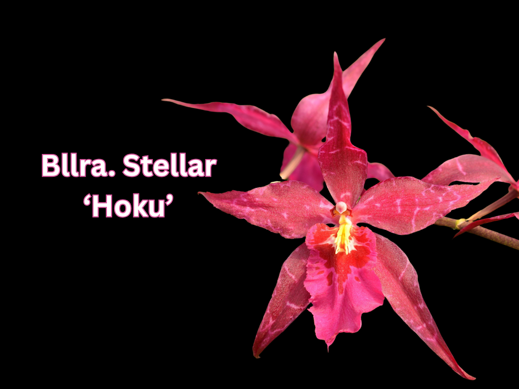Alcra. Stellar 'Hoku' / In spike/bud