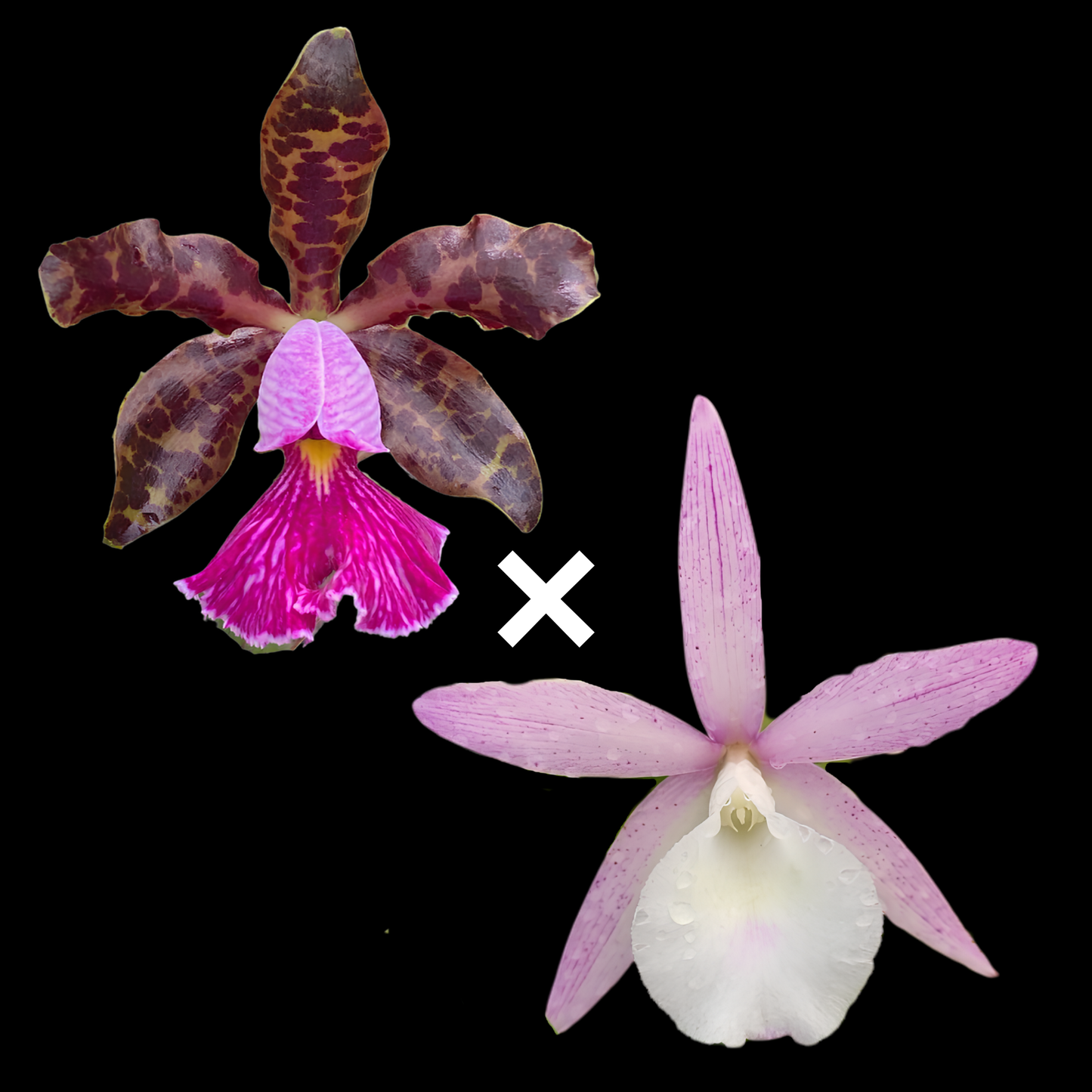 C. Walter August 4N 'Purple Dogs' x C. Peckaviensis 'HOF' | BS not in bloom