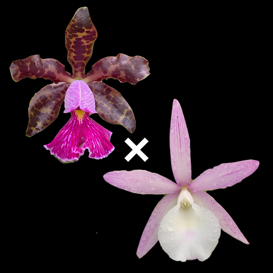 C. Walter August 4N 'Purple Dogs' x C. Peckaviensis 'HOF' | BS not in bloom