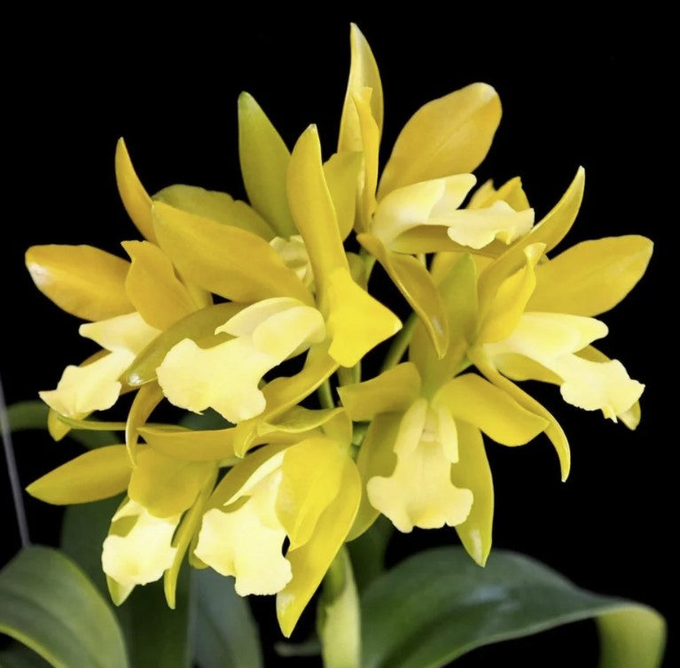 Ctt. Chocolate Drop 'Yellow Chiffon' | Live orchid plant | NBS