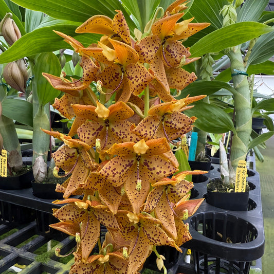 Cyc. Grinch's Gold | Blooming size