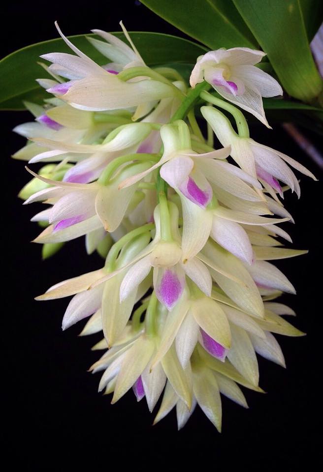 Dendrobium amethystoglossum | BS | 3" pot