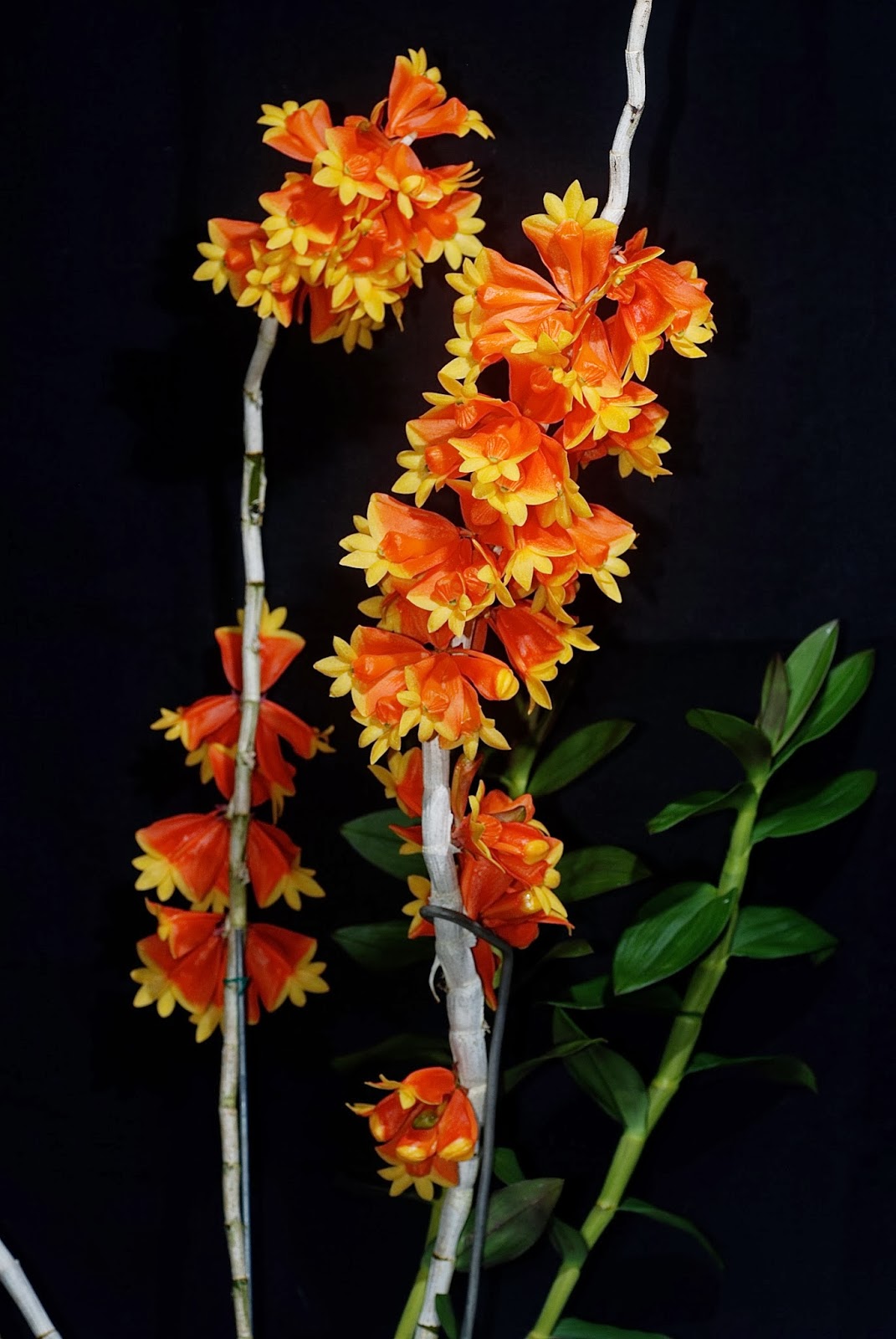 Dendrobium chrysopterum | Blooming size not in bloom