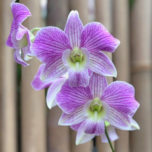 Den. Hawaiian Stripes | BS not in bloom