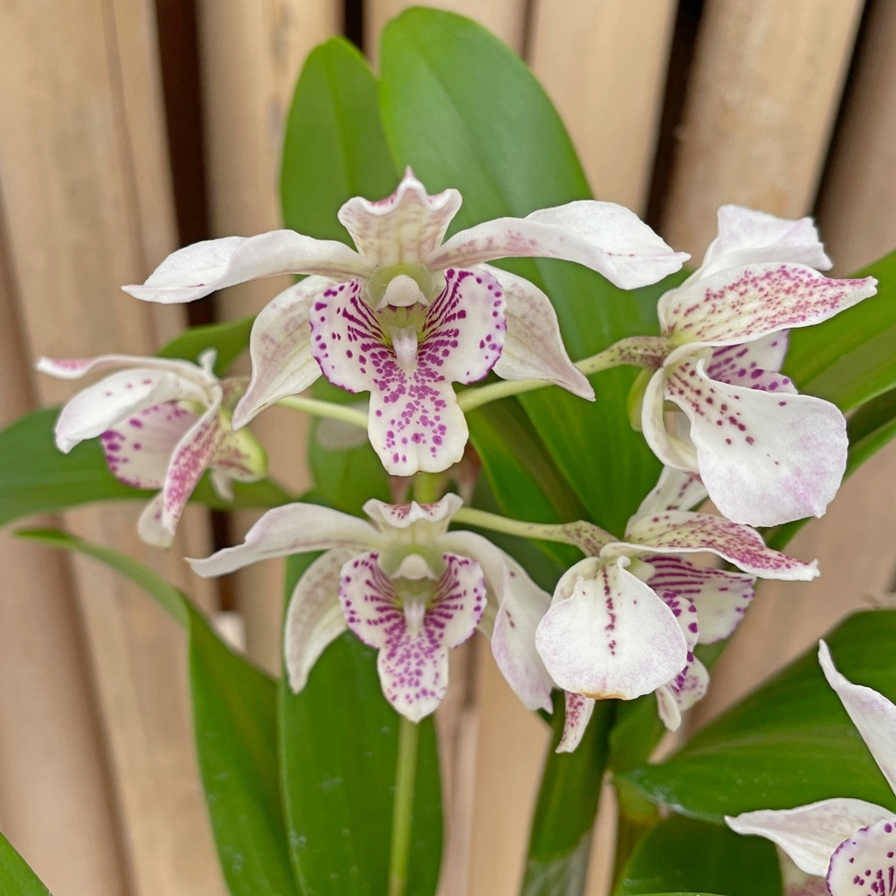 Latouria-type Dendrobiums | In-bloom | 4" Pots