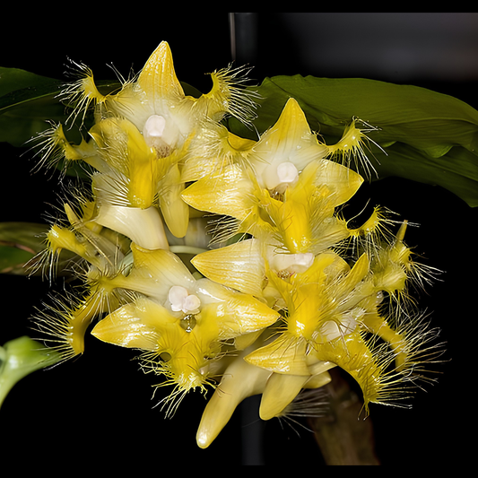 Dendrobium roslii | BS not in bloom | 3" pots
