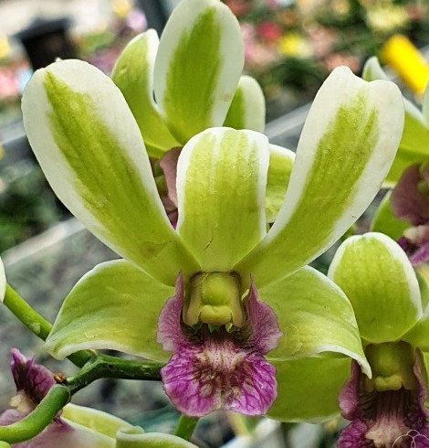 Dendrobium Burana Jade (Variegated) | NBS