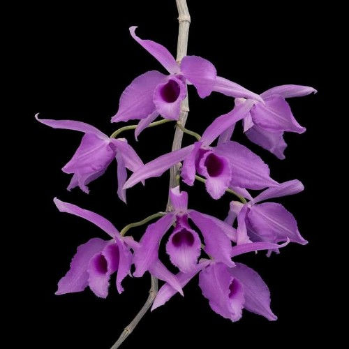 Dendrobium anosmum x anosmum 'A touch of Class'