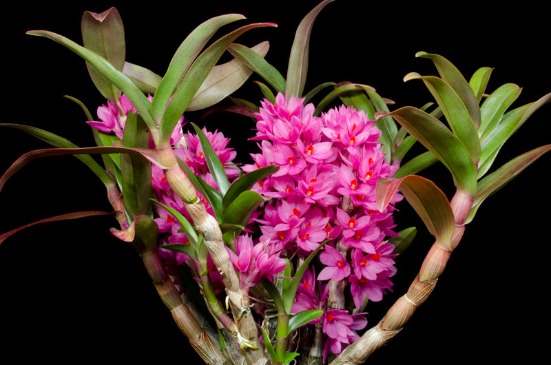 Dendrobium Hibiki | Blooming size not in bloom | Mounted Large
