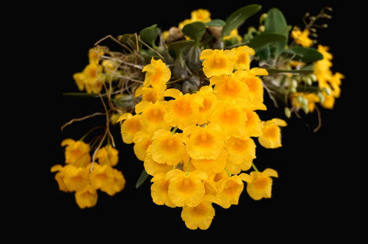 Dendrobium Ueang Phueng | Plastic Mount | Blooming Size Not in Bloom