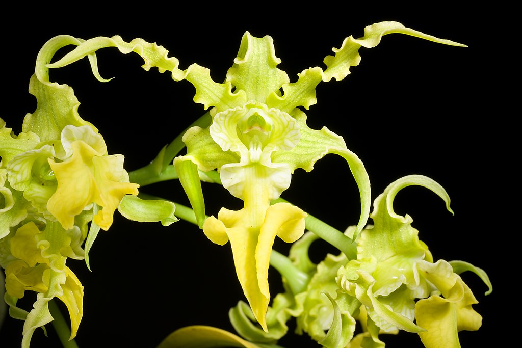 Dendrobium spectabile v. aureum x sib | 3" Pot | NBS