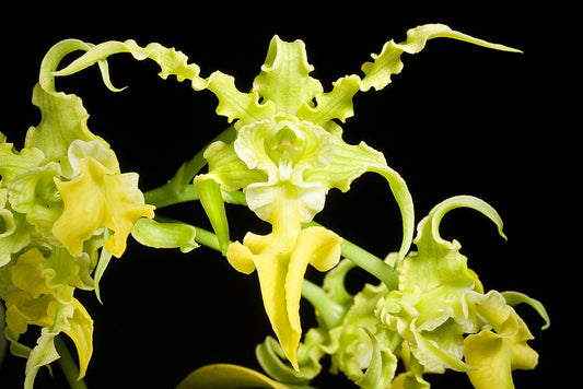 Dendrobium spectabile v. aureum x sib | 3" Pot | NBS