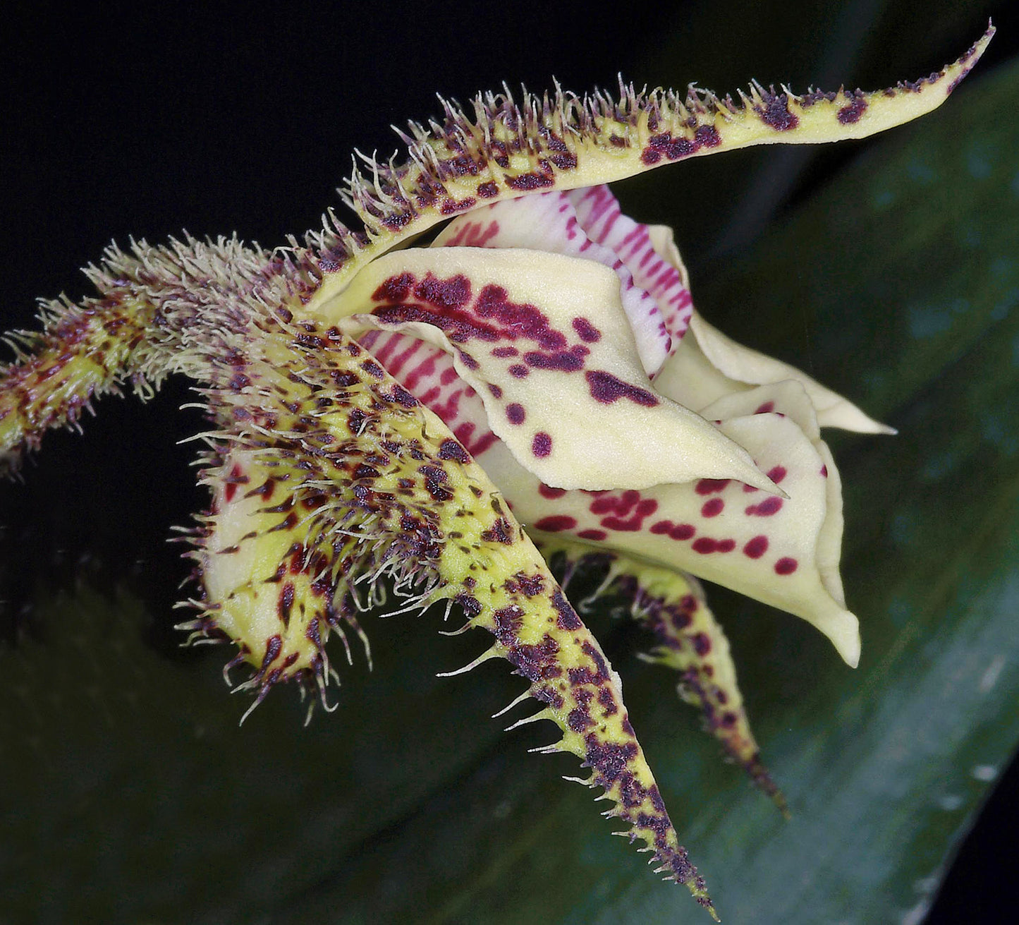 Dendrobium finisterrae | Blooming size not in bloom | 4" pot