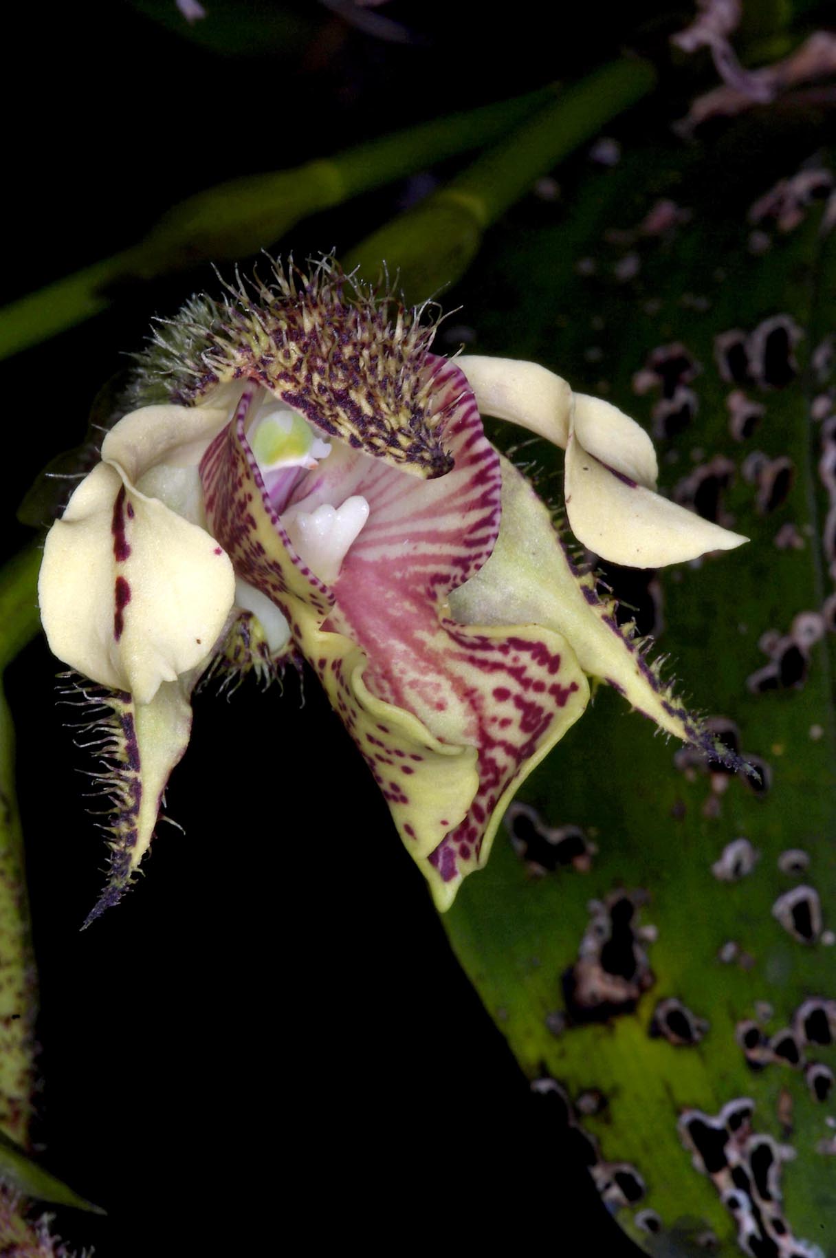 Dendrobium finisterrae | Blooming size not in bloom | 4" pot