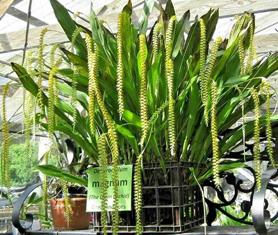 Dendrochilum magnum | Blooming size not in bloom | 4" pot