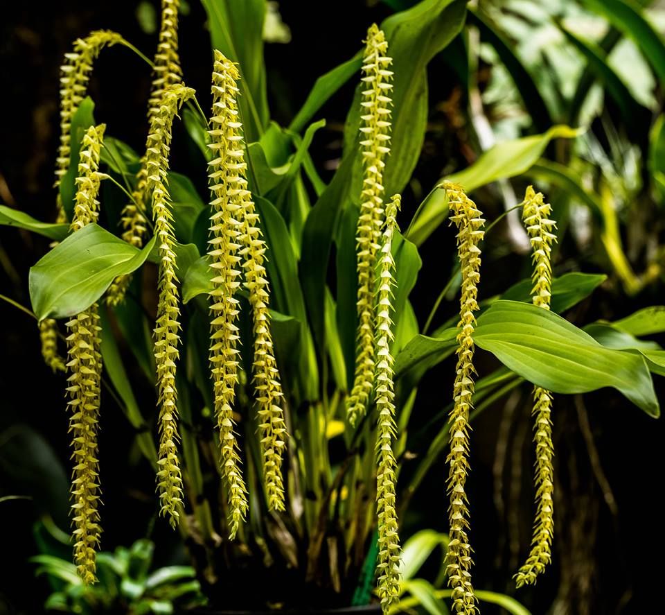 Dendrochilum magnum | Blooming size not in bloom | 4" pot