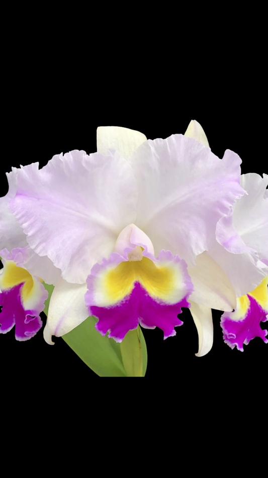 Rlc. Dreamspinner 'Volcano Queen' | BS not in bloom | 5.5" pot