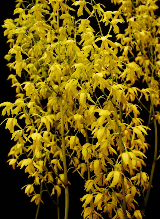 Encyclia rufa x sib | NBS