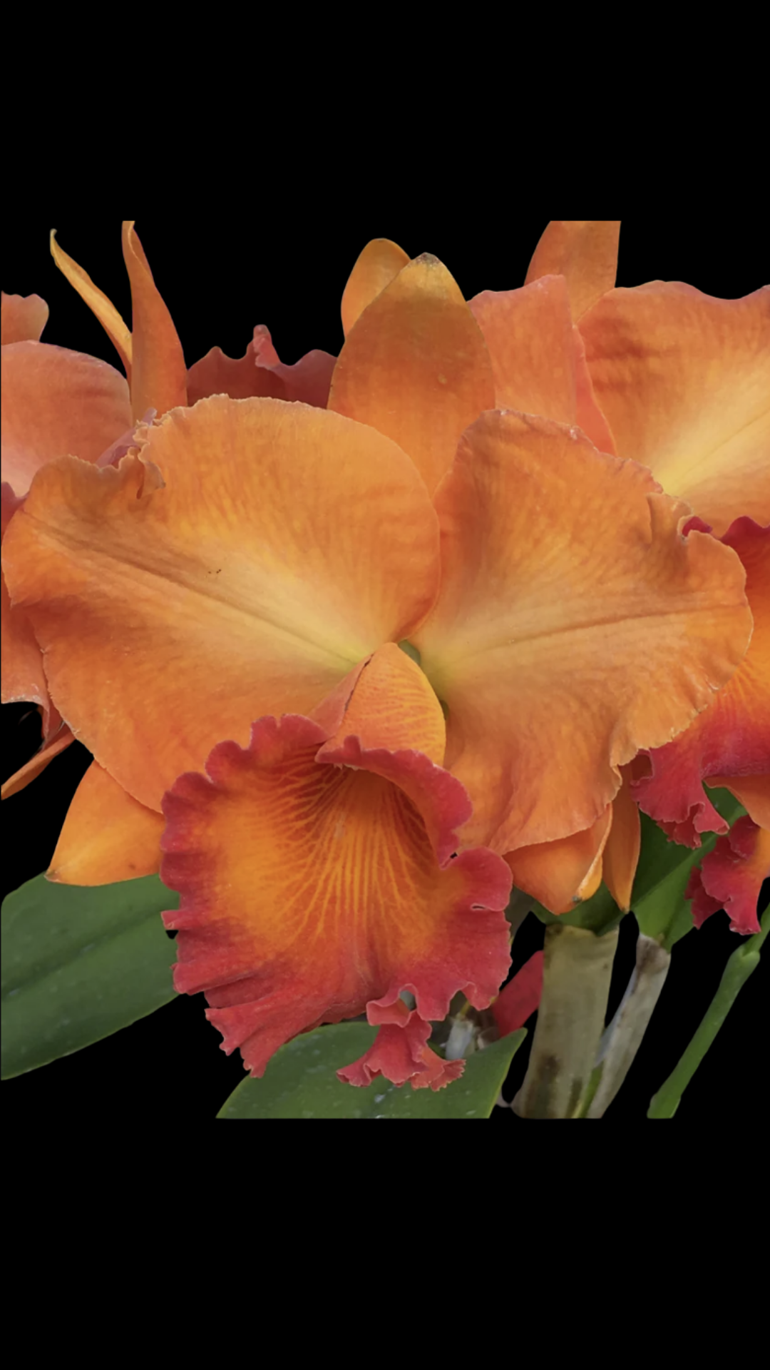 Rlc. Fire Jewel 'Volcano Orange' | BS not in bloom | 5.5" pot