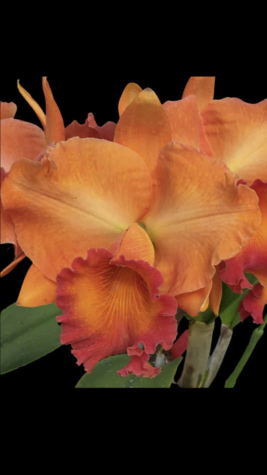 Rlc. Fire Jewel 'Volcano Orange' | BS not in bloom | 5.5" pot