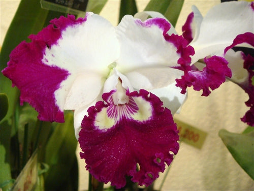 Rlc. White Spark | NBS | 3" pots