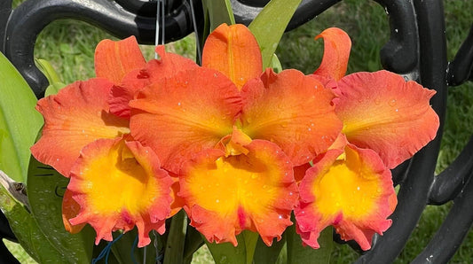 Rlc. Shinaphat Cosmo | NBS