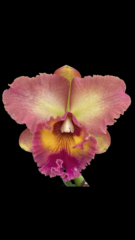 Rlc. Mem. Helen Kyrcz 'Volcano Queen' | BS not in bloom | 5.5" pot