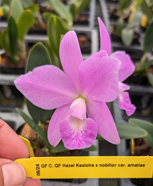 C. QF Keala (C. QF Hazel Kealoha x C. nobilior) | BS not in bloom