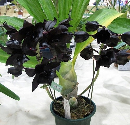 Monnierara Millennium Magic 'Witchcraft' FCC/AOS |