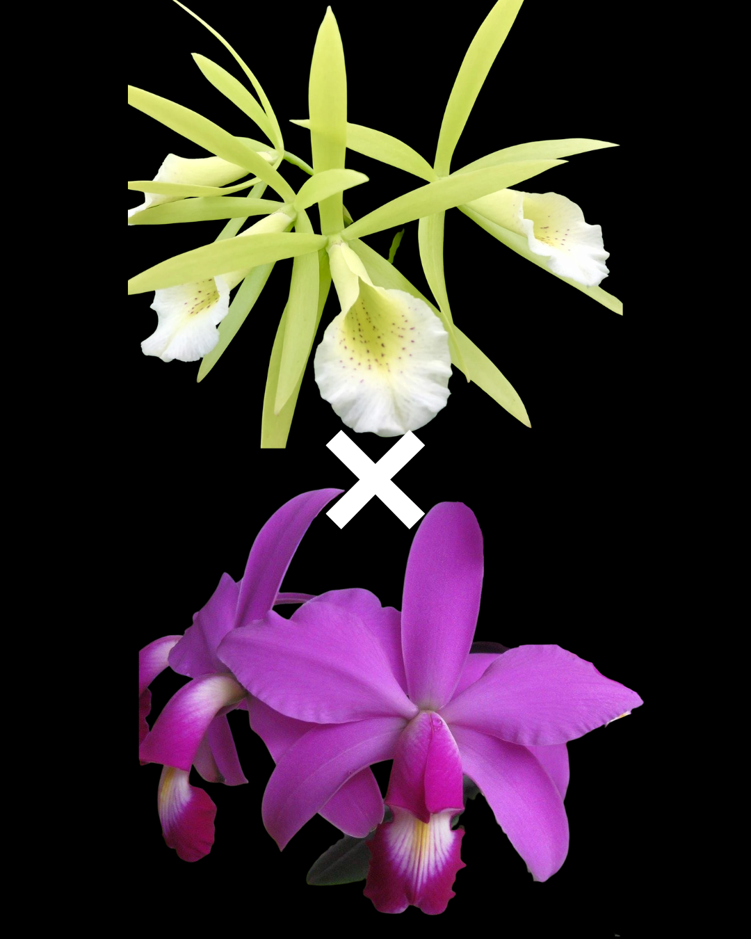 Pcv. Key Lime Stars x C. violacea 'HOF' | BS not in bloom