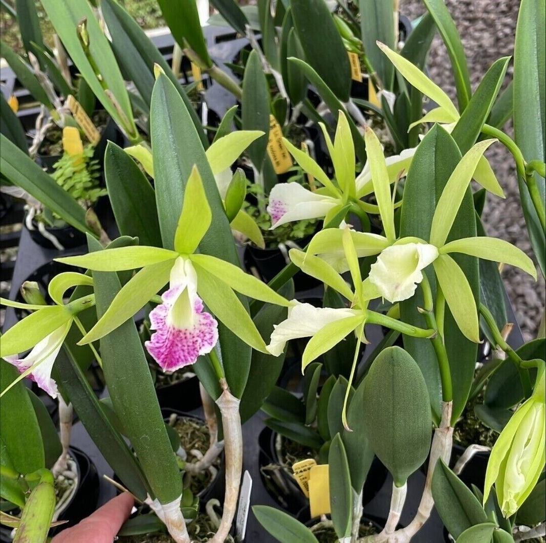 Cattleya – Barefoot Orchids