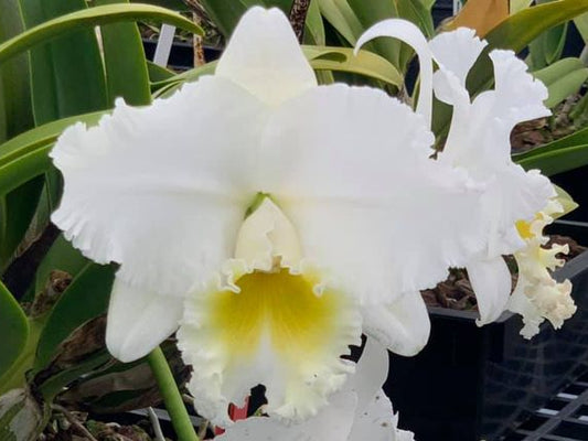 Rlc. Wendy Tanaka 'Volcano Queen' | BS 5" pot not in bloom