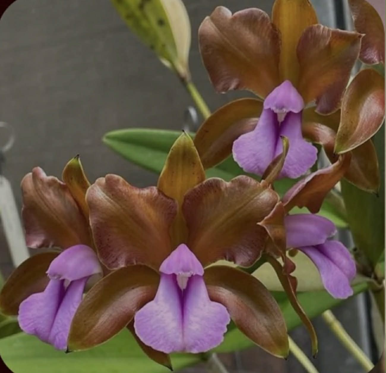 C. bicolor "Abaete" x self | BS not in bloom | 5" pot