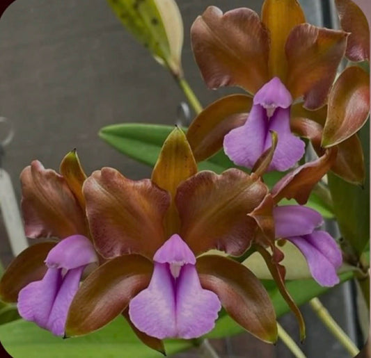 C. bicolor "Abaete" x self | BS not in bloom | 5" pot