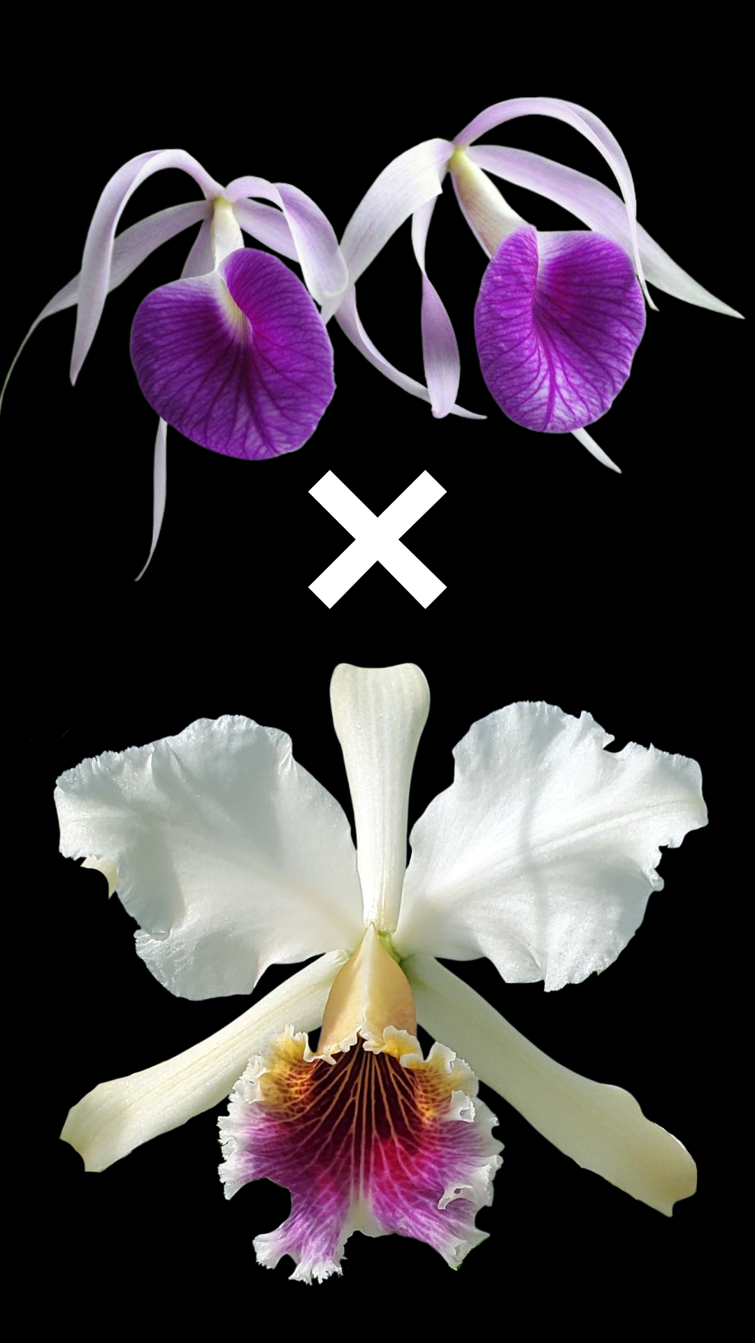 Bc. Morning Glory 'Ricardo' x C. rex '#3' | BS not in bloom | 3" pot