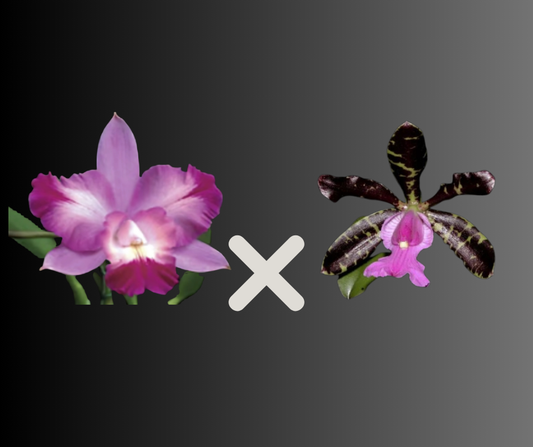 C. Nora's Melody x C. aclandiae 'Lues Black Lava' | NBS 4" pot