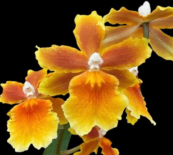 Close-up of vibrant yellow and orange orchids with white centers against a solid black background.