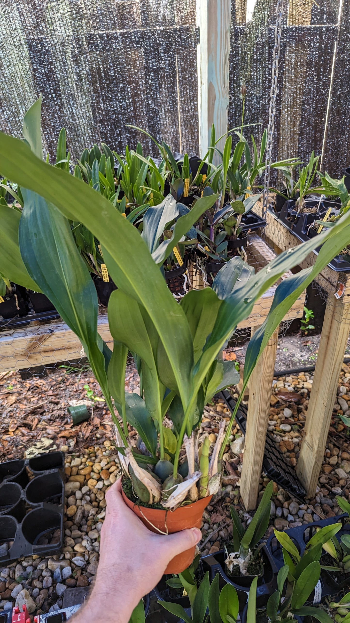 Dendrochilum magnum | Blooming size not in bloom | 4" pot